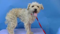 Shelter Stray Female Dog last seen , 216 W Victoria St, Gardena, CA 90248, USA