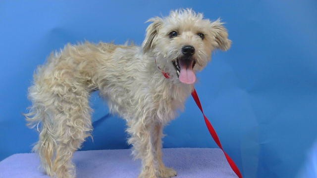 Shelter Stray Female Dog last seen , 216 W Victoria St, Gardena, CA 90248, USA