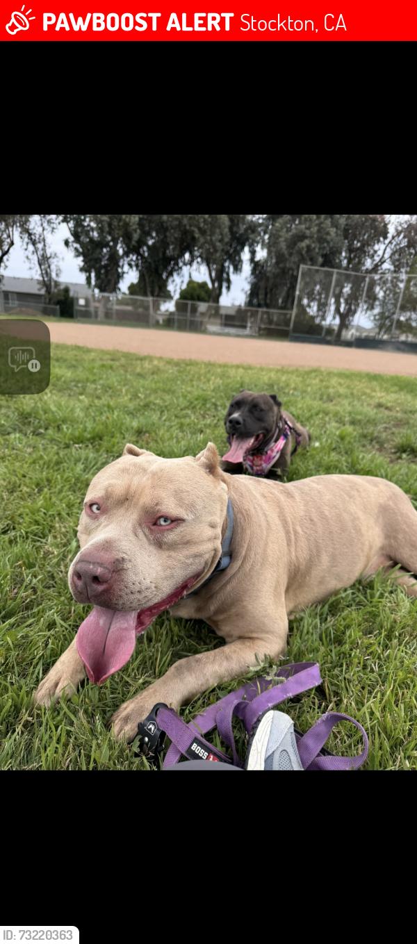 Lost Male Dog last seen Elvin ave stockton ca, Stockton, CA 95215