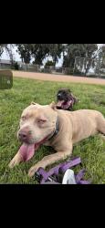Lost Male Dog last seen Elvin ave stockton ca, Stockton, CA 95215