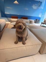 Reunited Male Dog last seen Brickell Publix, Miami, FL 33129