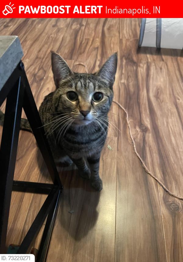 Lost Female Cat last seen Near s kenmore rd, Indianapolis, IN 46219