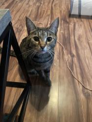 Lost Female Cat last seen Near s kenmore rd, Indianapolis, IN 46219