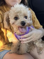 Reunited Female Dog last seen Kroger, Arlington, TX 76018
