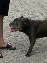 Found/Stray Male Dog last seen Near and Cooley rd by oak grove church, Wake County, NC 27596