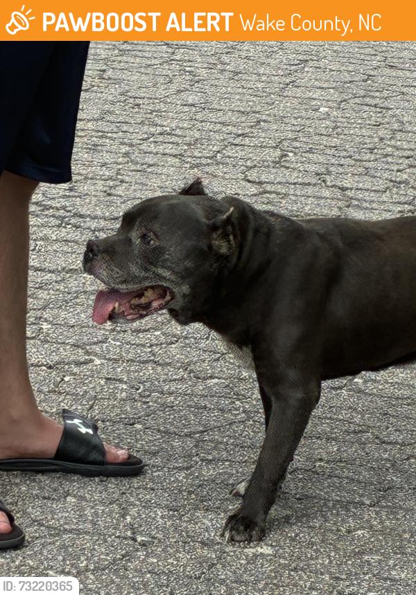 Found/Stray Male Dog last seen Near and Cooley rd by oak grove church, Wake County, NC 27596