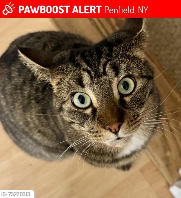 Lost Female Cat last seen Sampson Drive and Scribner Road, Penfield, NY 14526