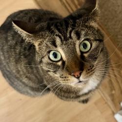 Lost Female Cat last seen Sampson Drive and Scribner Road, Penfield, NY 14526