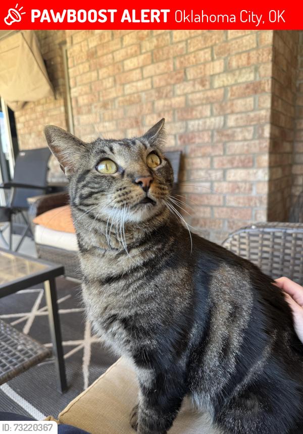 Lost Male Cat last seen Nw 139th terrace and limestone, Oklahoma City, OK 73099