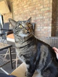 Lost Male Cat last seen Nw 139th terrace and limestone, Oklahoma City, OK 73099
