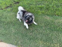 Found/Stray Unknown Dog last seen Near Cherry ln, Murfreesboro, tn, Murfreesboro, TN 37129
