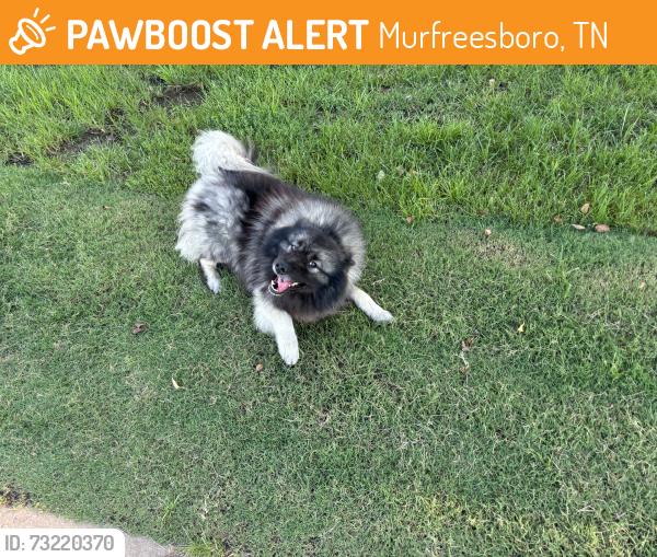 Found/Stray Unknown Dog last seen Near Cherry ln, Murfreesboro, tn, Murfreesboro, TN 37129
