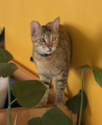 Reunited Female Cat last seen W 5th St. between Coronado and Park View, Los Angeles, CA 90057