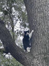 Found/Stray Unknown Cat last seen Princess Anne plaza, Virginia Beach, VA 23452