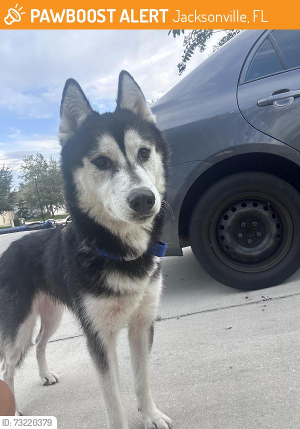 Found/Stray Male Dog last seen Baymeadows (meadow walk ln), Jacksonville, FL 32256