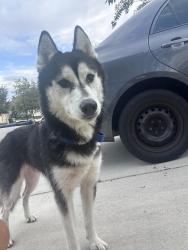 Found/Stray Male Dog last seen Baymeadows (meadow walk ln), Jacksonville, FL 32256