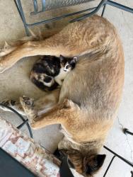 Lost Female Cat last seen CRS Cabinets off of 1446, Waxahachie, TX 75167