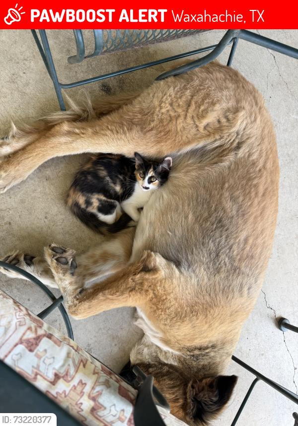 Lost Female Cat last seen CRS Cabinets off of 1446, Waxahachie, TX 75167