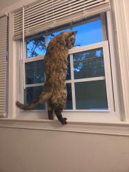 Reunited Female Cat last seen Woodmont High school, Greenville County, SC 29687