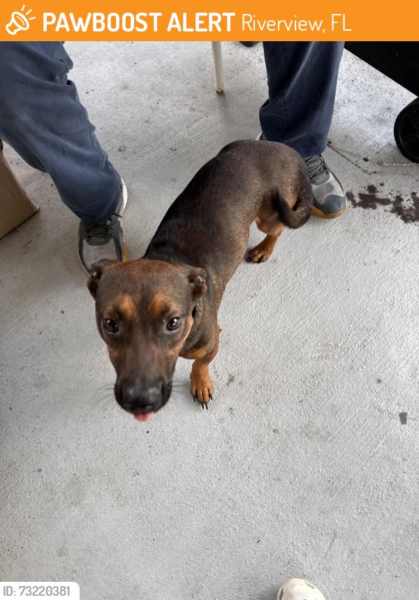 Found/Stray Male Dog last seen Southcove at Summerfield, Riverview, FL 33579