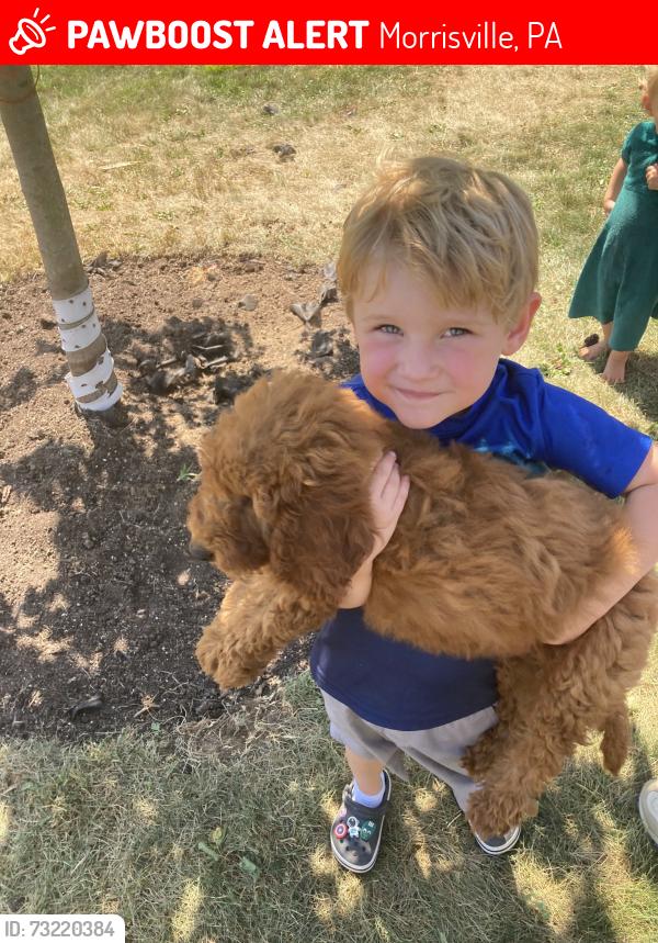 Lost Female Dog last seen Presbyterian Towers, Morrisville, PA 19067