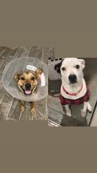 Lost Male Dog last seen Westcreek Dr and McCart Ave, Fort Worth, TX 76133