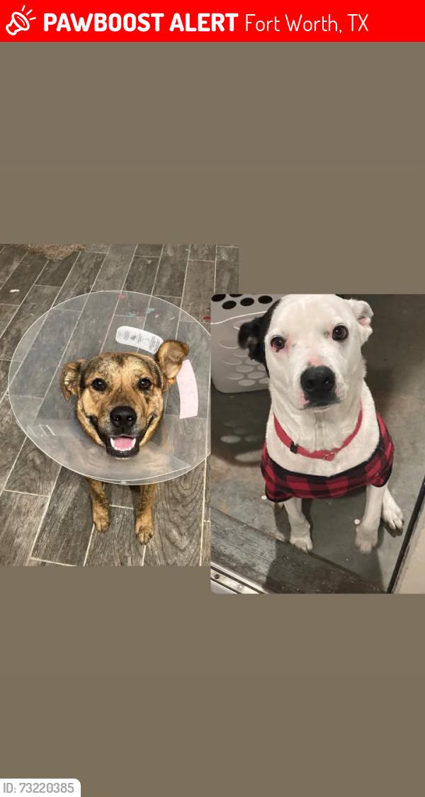 Lost Male Dog last seen Westcreek Dr and McCart Ave, Fort Worth, TX 76133