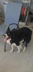 Reunited Male Dog last seen G and Rush, San Bernardino, CA 92405