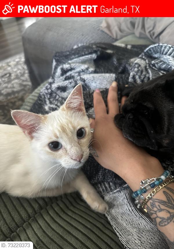 Lost Male Cat last seen Belt Line and Glenbrook, Garland, TX 75040