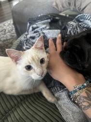 Lost Male Cat last seen Belt Line and Glenbrook, Garland, TX 75040