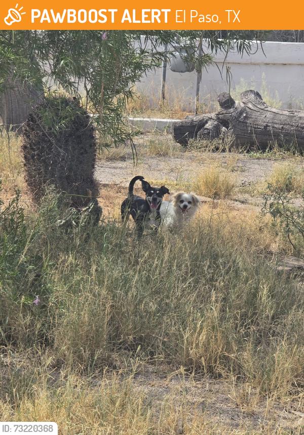 Found/Stray Female Dog last seen Quail/Cross Street, El Paso, TX 79924