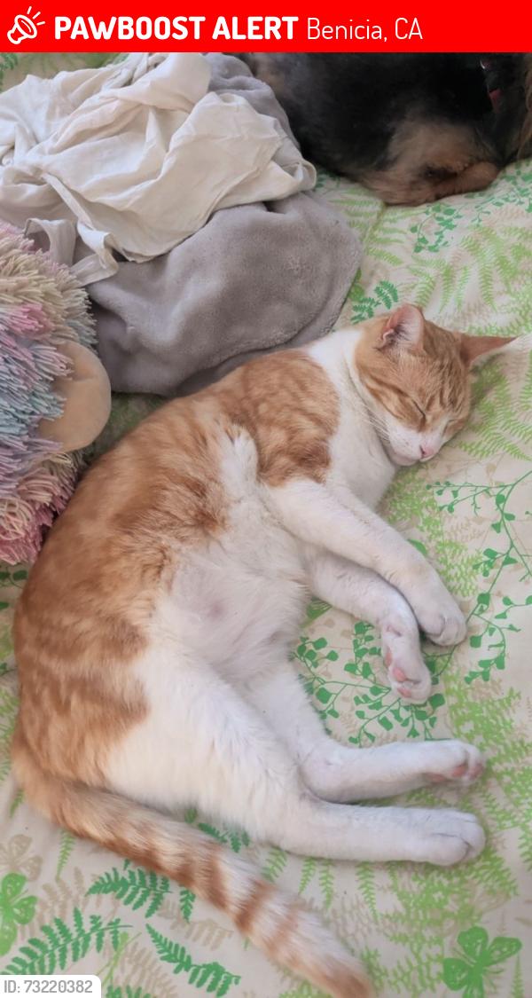 Lost Male Cat last seen Adkins court, Benicia, CA 94510