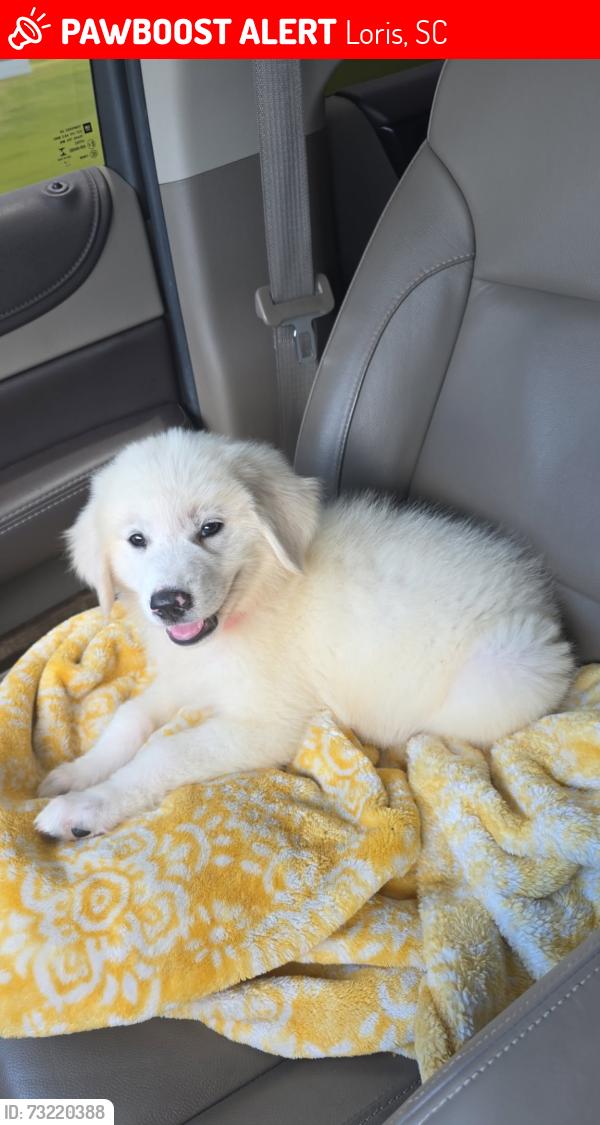 Lost Female Dog last seen Little bethel rd, Loris, SC 29569