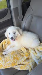 Lost Female Dog last seen Little bethel rd, Loris, SC 29569