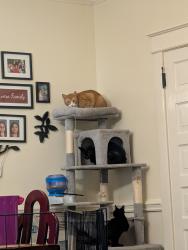Reunited Male Cat last seen N 3rd and Hancock going towards 4th, Smithfield, NC 27577