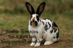 Found/Stray Unknown Rabbit last seen Front law, Allen, TX 75002