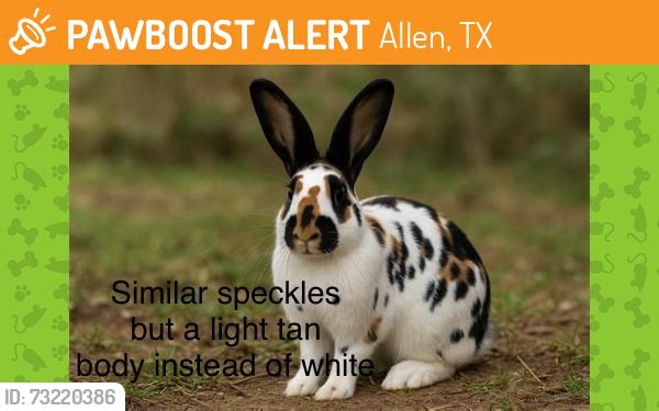 Found/Stray Unknown Rabbit last seen Front law, Allen, TX 75002