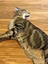 Lost Male Cat last seen Floyd and Granby, Aurora, CO 80014