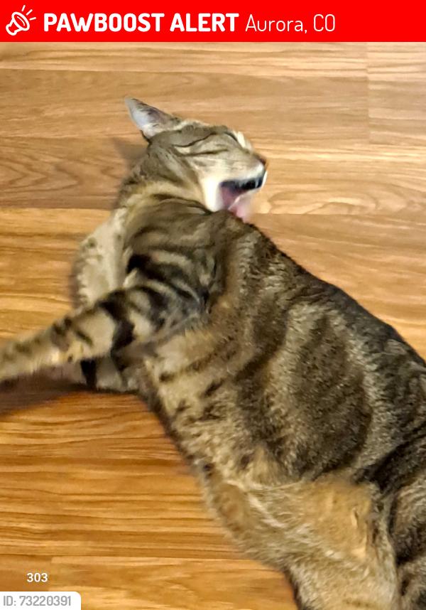 Lost Male Cat last seen Floyd and Granby, Aurora, CO 80014