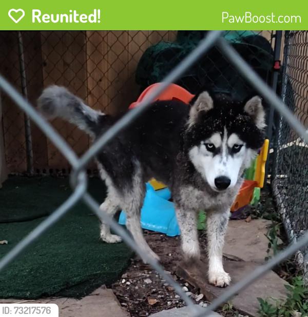 Reunited Male Dog last seen Parking lot of the QT off of highway 67 and 35 service road, Alvarado, TX 76009