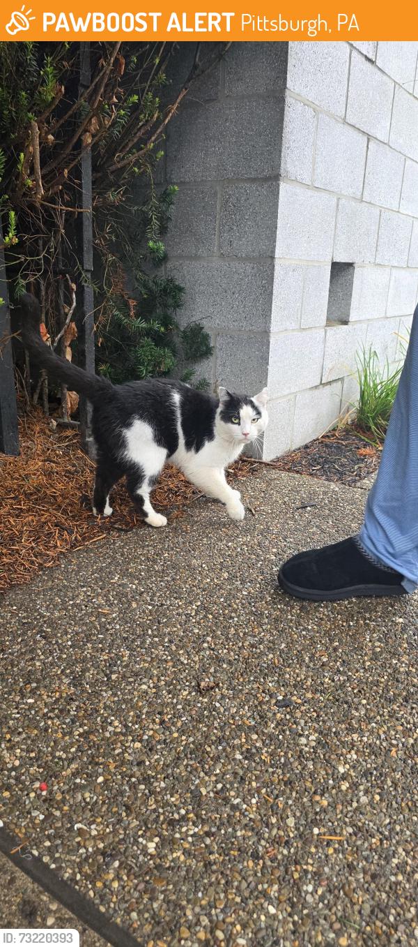 Found/Stray Male Cat last seen apmt buildings by Marios southside, Pittsburgh, PA 15203