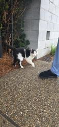Found/Stray Male Cat last seen apmt buildings by Marios southside, Pittsburgh, PA 15203