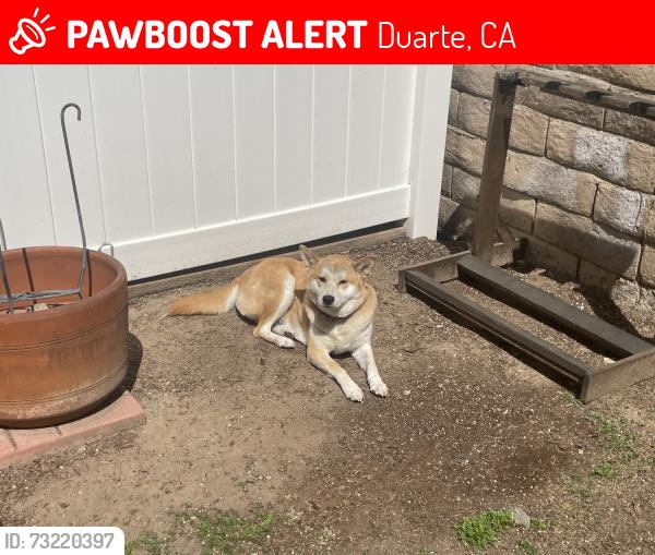 Lost Female Dog last seen Huntington Dr & Crestfield Dr, Duarte, CA 91010