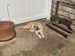 Lost Female Dog last seen Huntington Dr & Crestfield Dr, Duarte, CA 91010