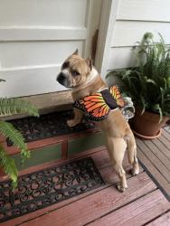 Shelter Stray Male Dog last seen Near Gilbert St SE, Atlanta, GA, 1251 Fulton Industrial Blvd NW, Atlanta, GA 30336, USA
