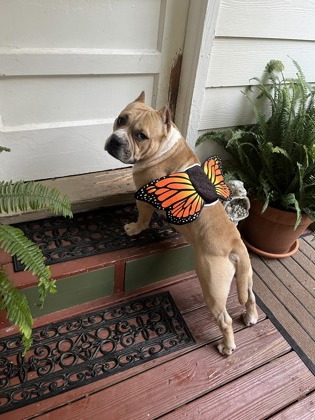 Shelter Stray Male Dog last seen Near Gilbert St SE, Atlanta, GA, 1251 Fulton Industrial Blvd NW, Atlanta, GA 30336, USA