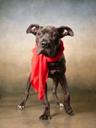 Shelter Stray Male Dog last seen Sapphire St and Winterside Lane, Atlanta, GA, 1251 Fulton Industrial Blvd NW, Atlanta, GA 30336, USA