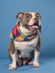 Shelter Stray Female Dog last seen 396-B3 BROWNLEE RD SW,, Atlanta, GA, 1251 Fulton Industrial Blvd NW, Atlanta, GA 30336, USA