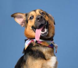 Shelter Stray Female Dog last seen Near Cascade Hills Cir SW, Atlanta, GA, 1251 Fulton Industrial Blvd NW, Atlanta, GA 30336, USA