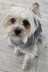 Lost Female Dog last seen 37th ave Campbell phx as, Phoenix, AZ 85019